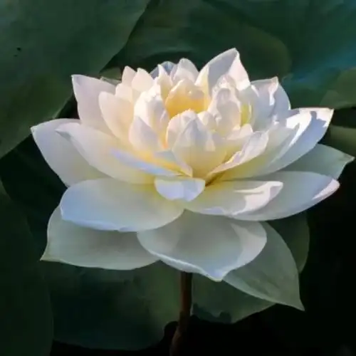 佛系唯美头像图片