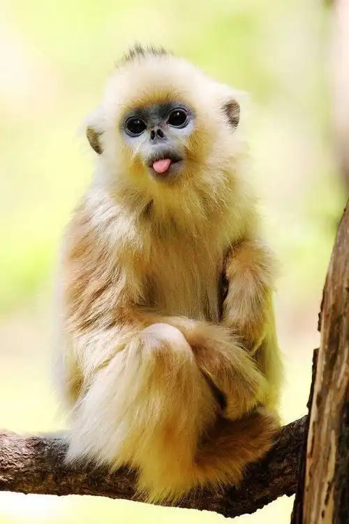 我国九种稀有的保护动物|野生动物|亚洲象|大熊猫|扬子鳄|穿山甲_网易