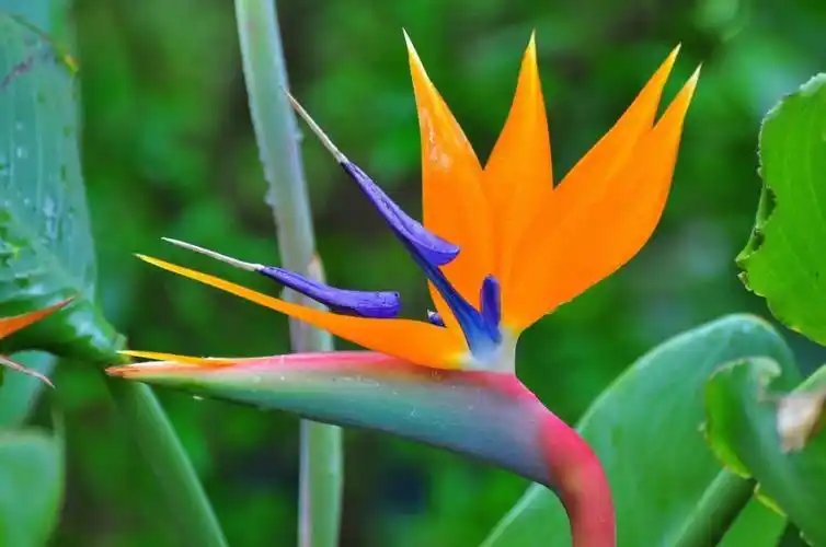 鹤望兰别名天堂鸟极乐鸟花