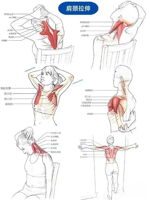 分享一组最全拉伸合集,一起试着练起来吧~每个动作静态保持30s~1分钟