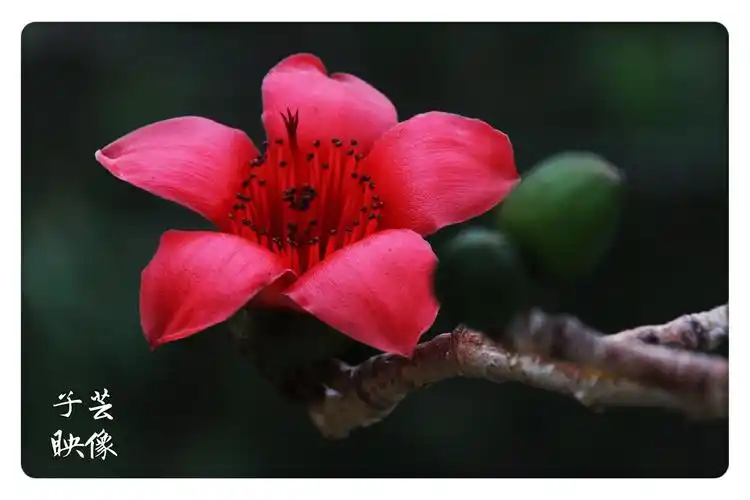 木棉花,英雄花