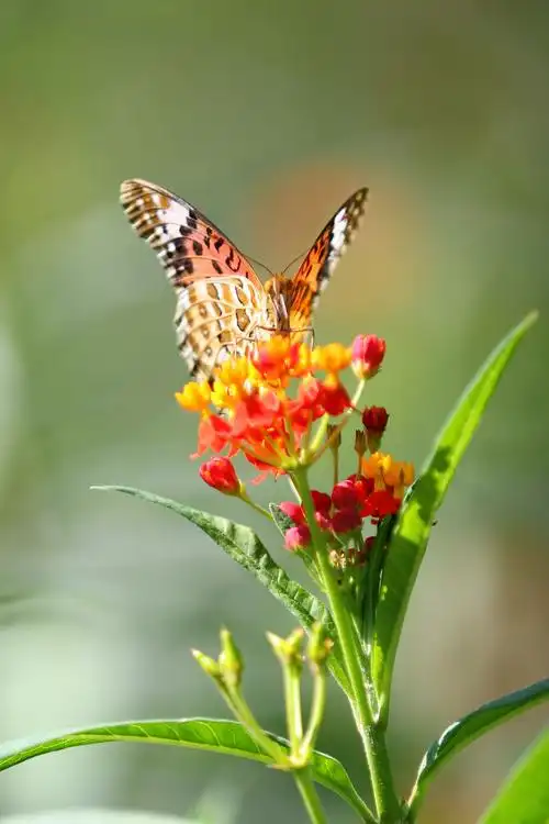 蝴蝶恋上花的美(2一2)