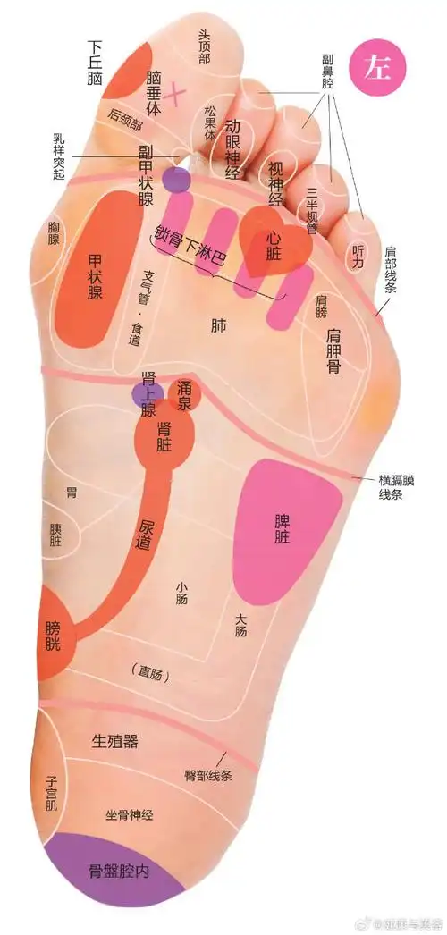 健康与美容超话按揉足底反射区不仅可以缓解内脏功能下降和肌肉酸痛