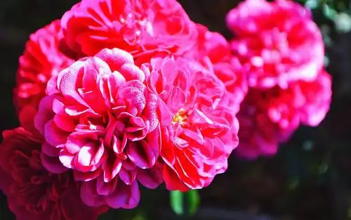 小清新唯美牡丹唯美特写