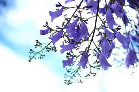 蓝花楹围墙人像图片-蓝花楹围墙人像素材-蓝花楹围墙人像插画-摄图新