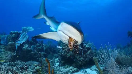 神秘梦幻的海底世界热带鱼高清图片桌面壁纸高清大图预览1920x1080_风
