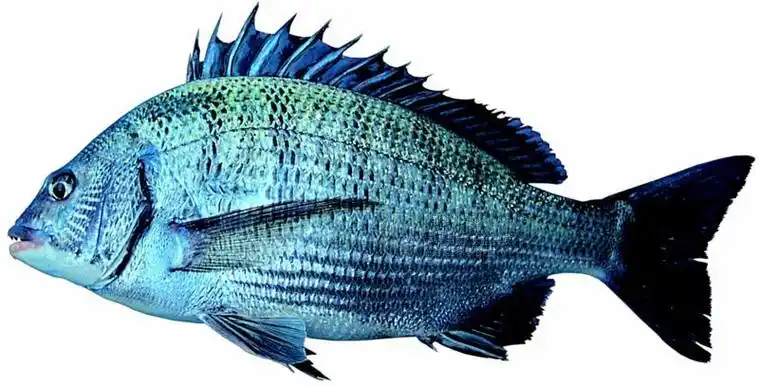 sparus macrocephalus
