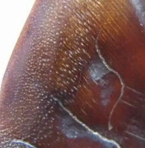 因古人的喜好亚洲地区它已经灭绝了正确鉴别犀牛角实战篇