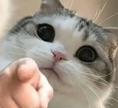猫咪指人表情包猫咪指人表情
