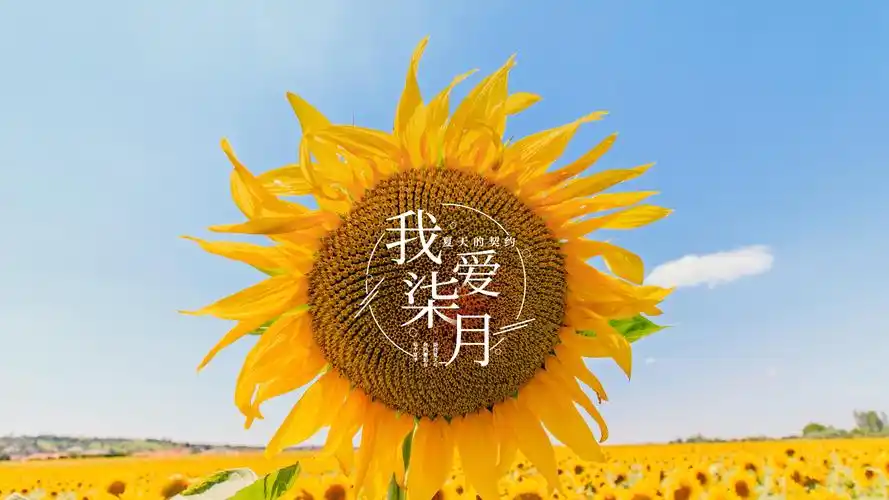 唯美向日葵七月你好带字图片