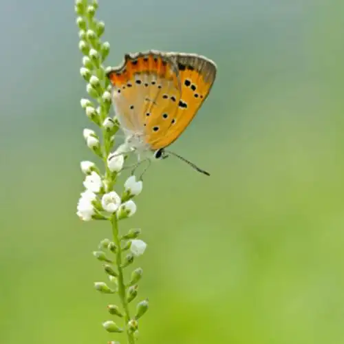 蝴蝶荷花( 156张 )