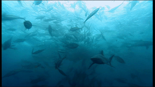 水里的鱼儿也开始繁衍生息!