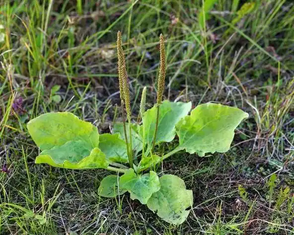 "车前草"是个宝,用它来泡水喝,或能解决4个问题_功效_身体_症状