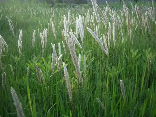 德州联合医院中药房为您呈现 每日一中药---白茅根