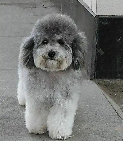 在挑选高贵,优雅灰色泰迪时,你应该了解这些常识