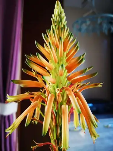 我家的芦荟开花了,你家的开了吗?