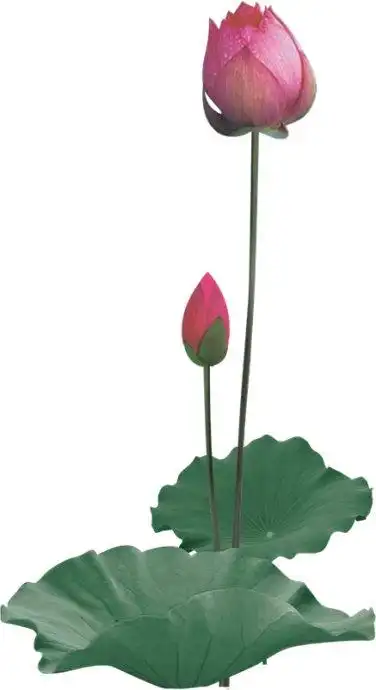 ps免抠素材之《荷花,荷叶》