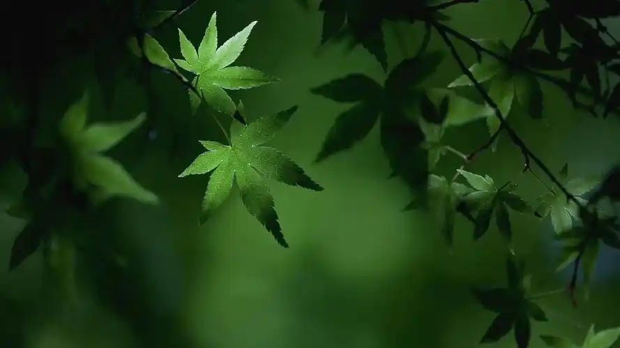 唯美奇妙的微距摄影高清宽屏壁纸