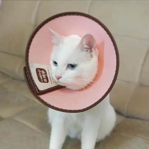 伊丽莎白猫脖套圈