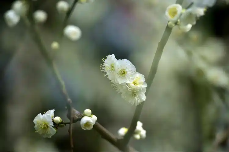 颜色独特绿萼梅