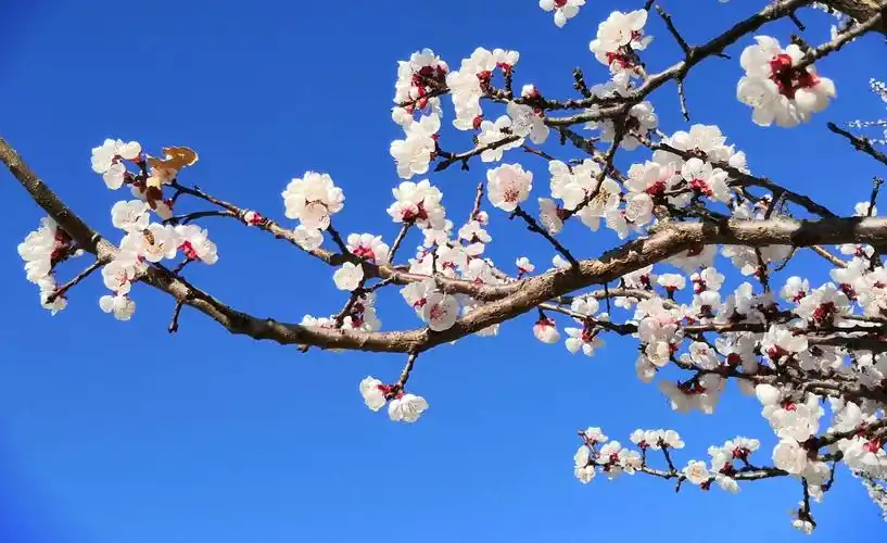 岱下二月杏花娇