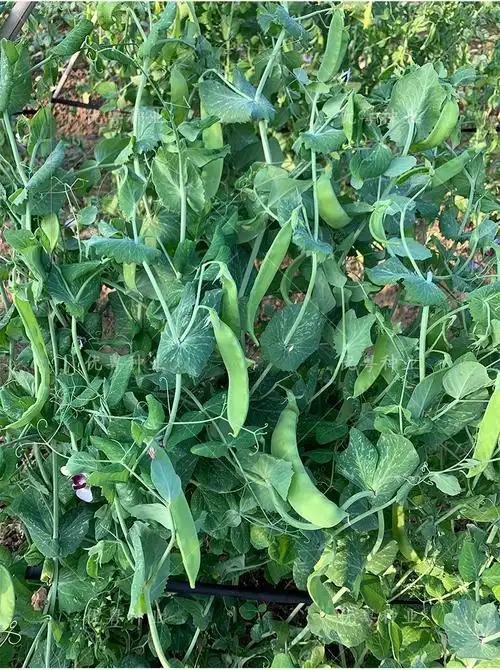 创美大荚荷兰豆种籽菜豌豆种子高产甜脆豌豆种秋冬季农家蔬菜种孑