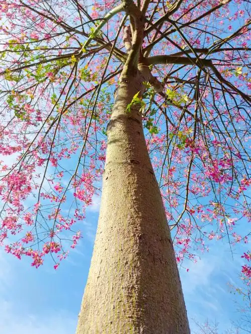 南宁青秀山又到了异木棉的季节啦