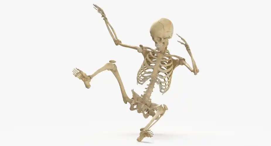 真正的人类女性骨架姿势 093d模型
