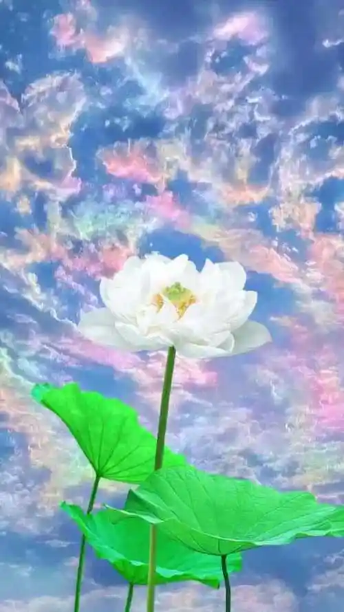 干净的天空,干净的荷花