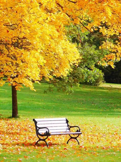 树叶图片-秋天各种颜色的树叶素材-高清图片-摄影照片-寻图免费打包