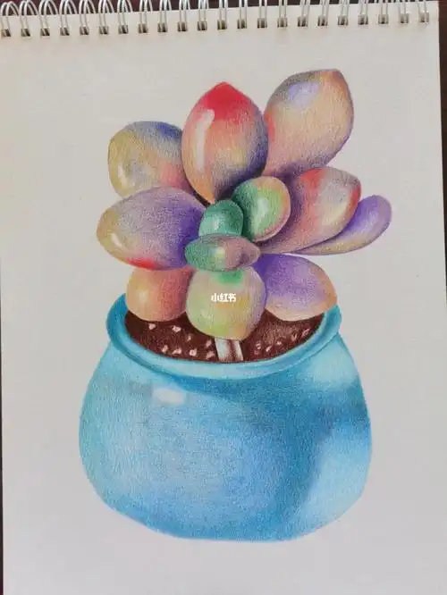 临摹彩铅画多肉