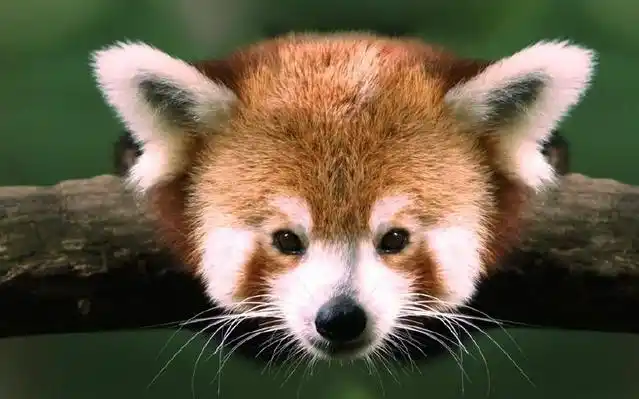 全球10大最萌动物,哪个才是你心中最萌的?