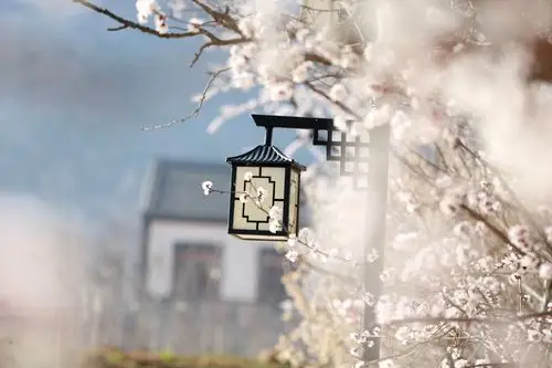 春日浪漫,时光清宁