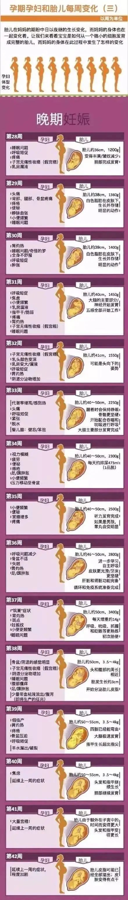 这整个过程胎儿不断的生长,那么宝宝到底是怎么一步步的变化呢?