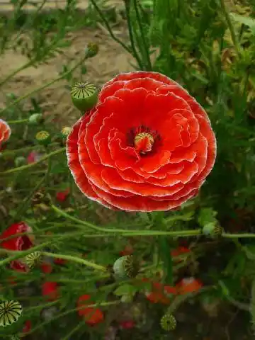重瓣的雪莉罂粟雪莉罂粟是最常栽培的庭. 来自太行肖雯 - 微博