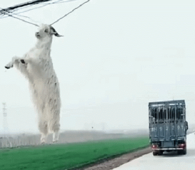 搞笑段子520是什么意思呢男朋友这样回答这是凭实力单身啊