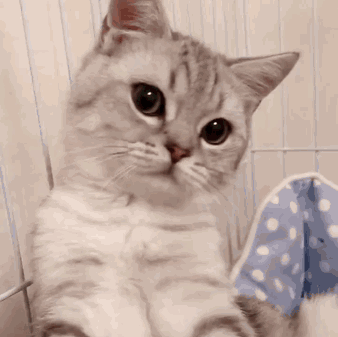 可爱猫咪gif动图表情包