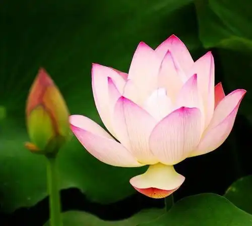 佛教微信头像放光莲花_第5页