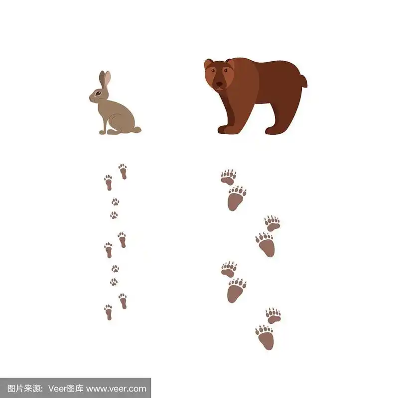 森林动物与脚印卡通风格彩色矢量插图.