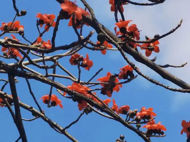 木棉花开