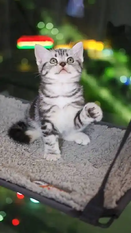 美短##美国短毛猫##美短银虎斑##喵星人