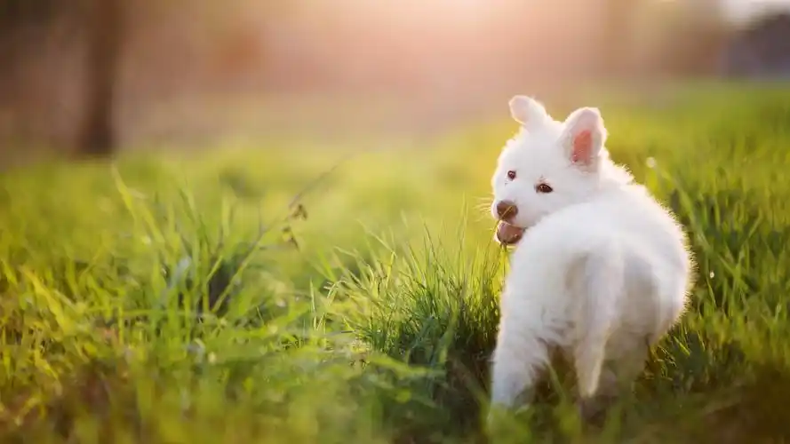 可爱的小白狗壁纸