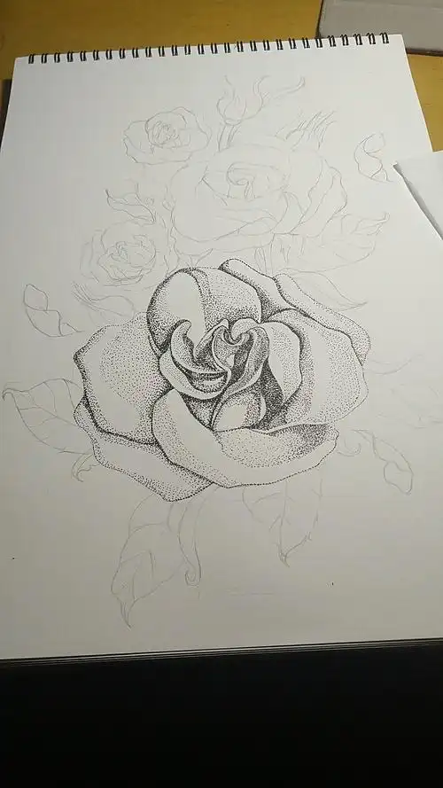 点绘玫瑰