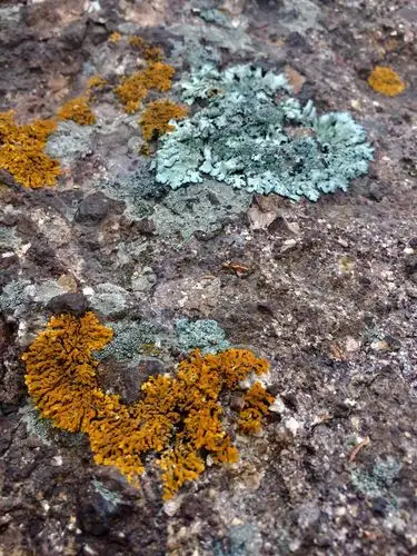 大山深处的石头花