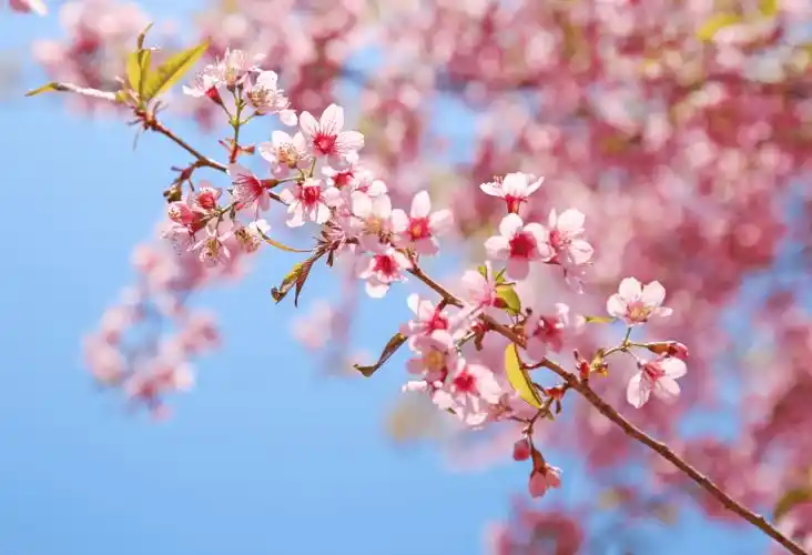 冬樱花夺目绽放,每一张都是高清壁纸!_花海