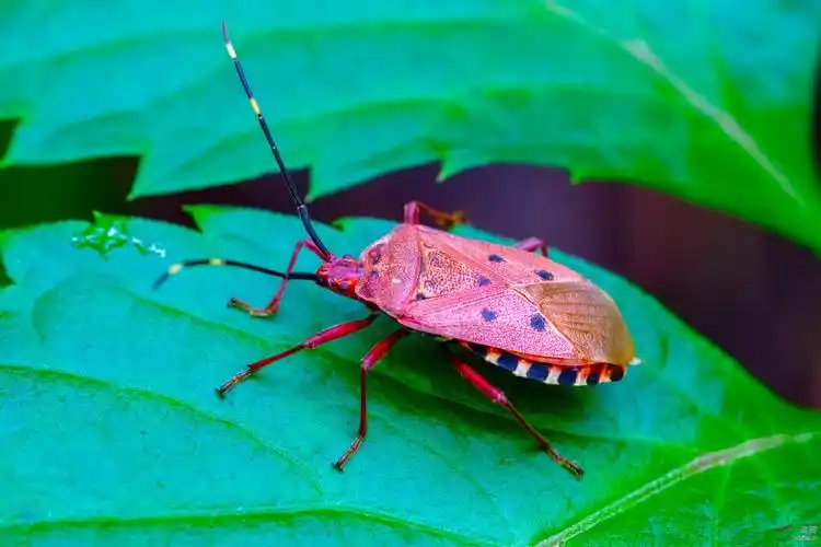 红足壮异蝽_1_50%_500k.jpg