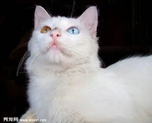 波斯猫图片异瞳的波斯猫
