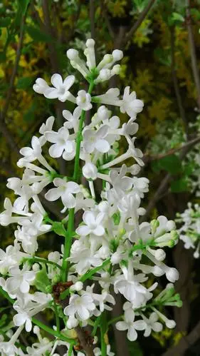 盆栽丁香花 20190211王克勤摄于北京中山公园唐花坞