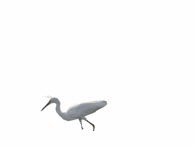 《天鹅 鸟类 鸡鸭》gif透明精品素材