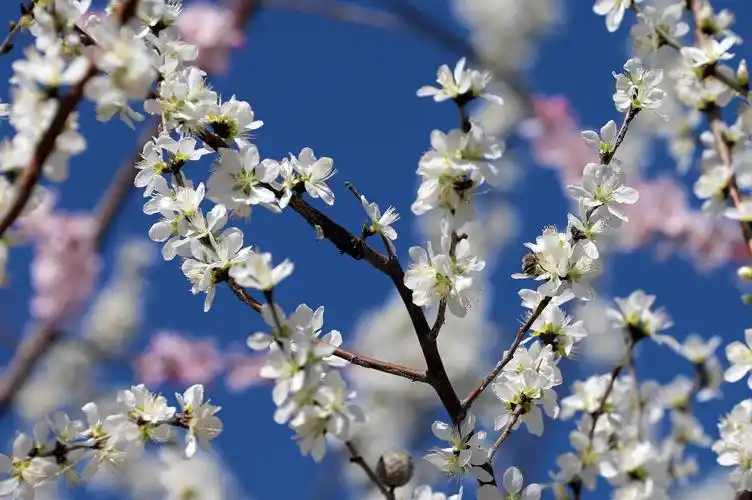 山桃花开遇见衡水最美的春天
